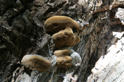 Женьшень, трутовик и другие: юрист рассказал, сбор каких растений и грибов грозит сроком