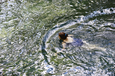 С начала года в Татарстане на водоемах погибли 12 человек