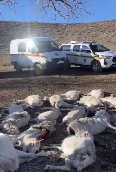 110 туш сайгаков вывезено за 3 дня вблизи Кенгирского водохранилища