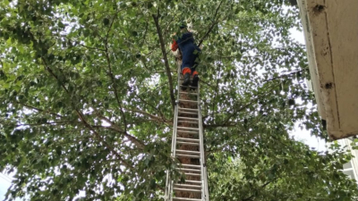 Астанинские спасатели пришли на помощь коту