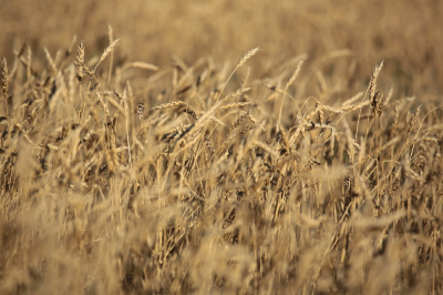 Казахстан расширяет географию экспорта зерна