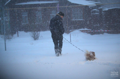 Как обезопасить домашнего питомца от обморожения в холода &ndash; советы эксперта