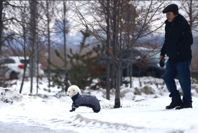 Порядка 10 тысяч собак поставили на учет в прошлом году в Казани