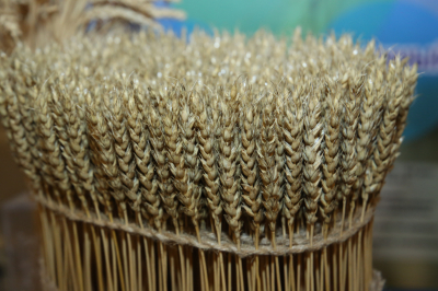 Бренд Qazaq Organicfood может занять свою нишу на международном рынке - Президент