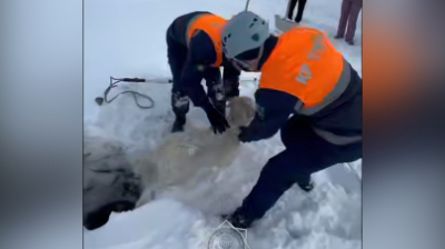 В Актобе спасли собаку, провалившуюся в колодец