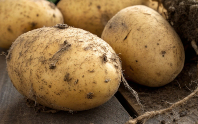 В правительстве рассказали, сколько стоит картофель в Казахстане