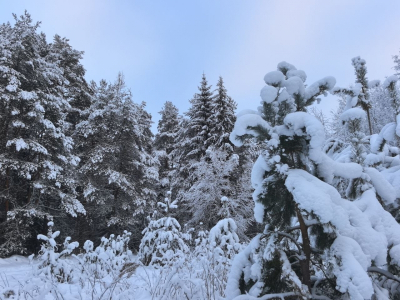 Под Красноярском в тайге исчез турист: история Усольцевых повторилась