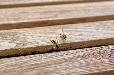 Тысяча укусов на двоих: дети погибли после нападения роя ос в Китае