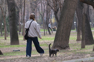 Новые правила для владельцев домашних животных приняли в Алматы