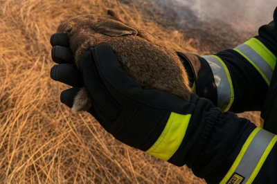 В МЧС рассказали, как сжигание сухой травы может стоить жизни маленьких зайчат