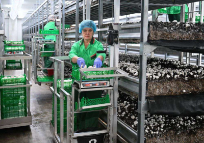 Шампиньоны &ndash; в&nbsp;чемпионы