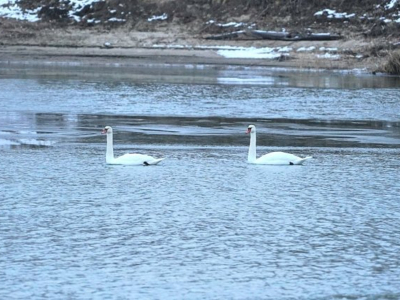 Лед и… лебеди