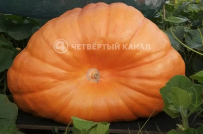 &laquo;Атлантический гигант&raquo;: 360-килограммовую тыкву вырастил садовод