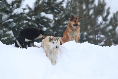 &laquo;Пошто Додобоню пригрел, смерд?!&raquo;: о чем говорит &laquo;собачий скандал&raquo; в Челябинске