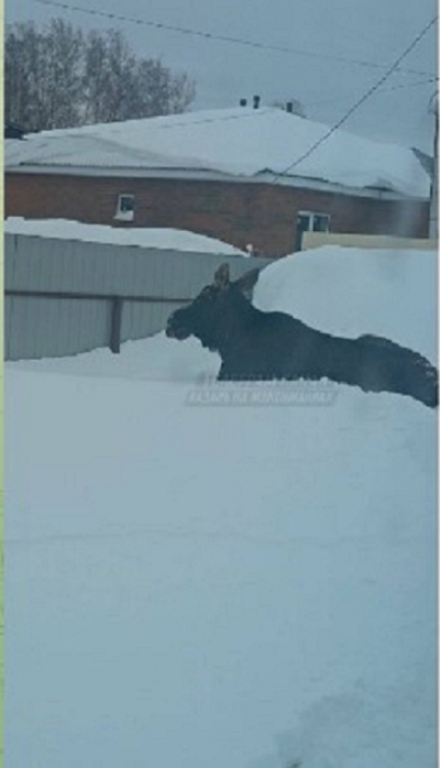 Лось пришел в село под Казанью за помощью